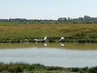 Stel jonge zwanen in natuur gebied bij Hiers