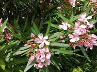 Oleander straat boompjes Arcachon