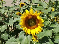 IMG_20190716_141232