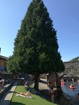 Grote Thuja aan de rivier Rio Meruelo Molinaseca