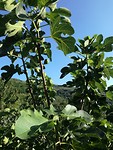 Vijgeboom in  Triacastela