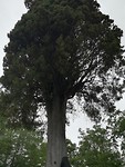 Reuze Cypres bij kerk Samos