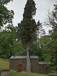 Reuze Cypres bij kerk Samos