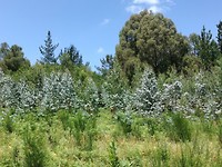 Eucalyptus onderweg met jong blad
