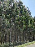 Eucalyptus onderweg