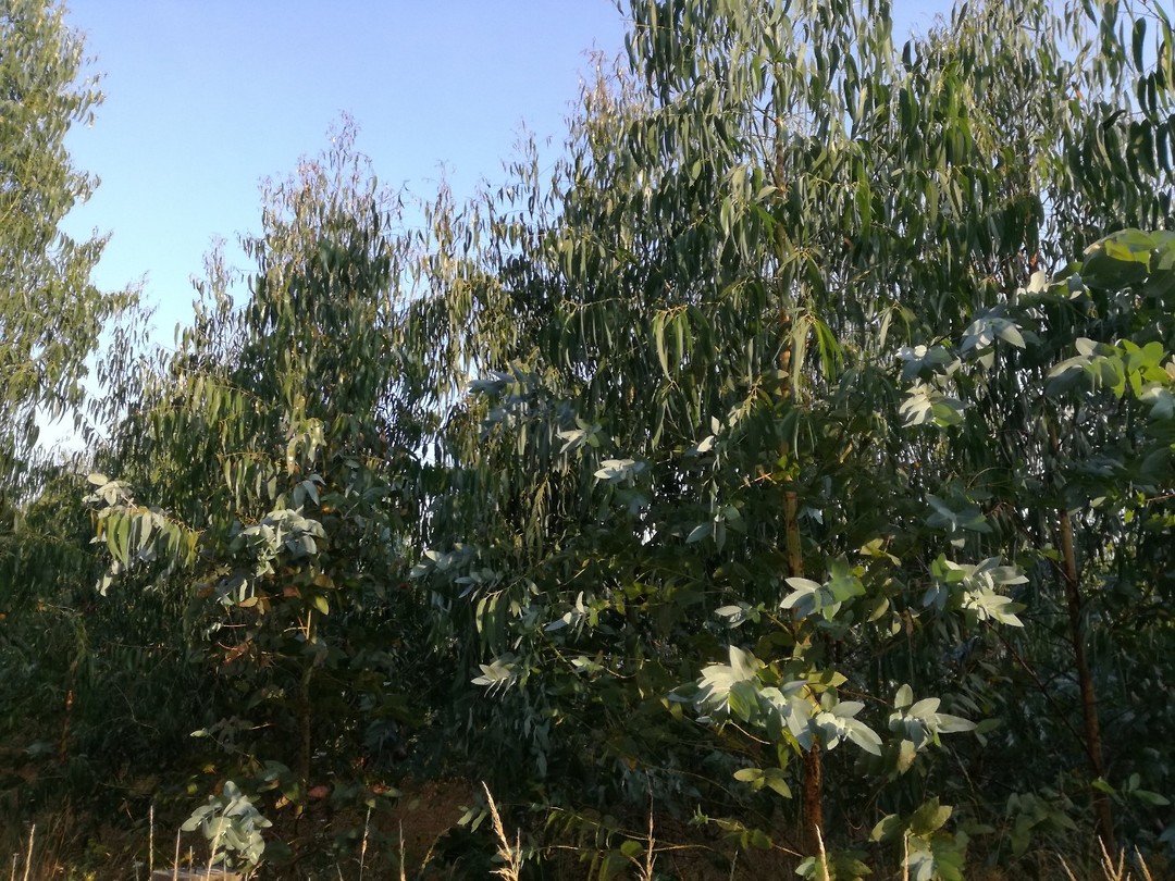Opgroeiend Eucalyptus bos met 2 blad kleuren en vormen