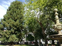 Parkje met de Sequoia Santiago d C