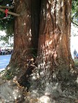 Sequoia in Santiago d C