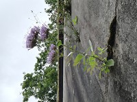 Muurbegroeiing