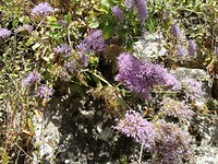 Bloemen op een stadsmuur