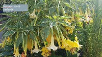 IMG-20200911-WA0011
