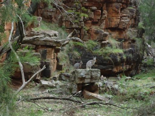 Kangoeroes in Alligator Gorge