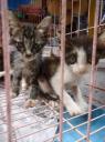 Verlepte kittens
