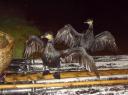 Comorant vogels