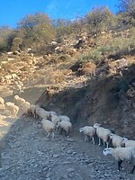 onderweg naar Sougia  file maar dan van schapen