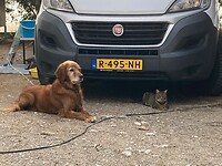 Schattig he' Beer denkt dat hij ook een hond is
