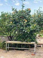 Deze plant vind Tineke zo mooi, hier is het een boom