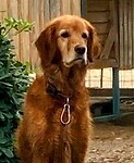 Betty nu 7 jaar
