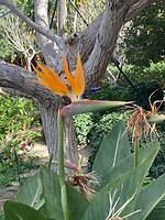 paradijsvogelbloem