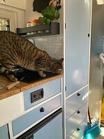 Beertje in de keuken aan de tonijn