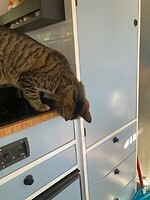 z'n vriend eet van de vloer, niet omdat die zo schoon is
