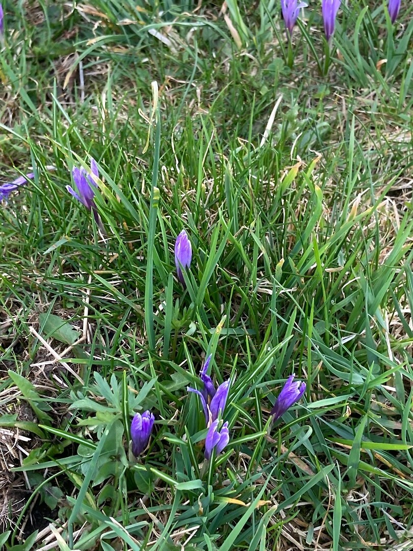 Velden vol wilde crocussen