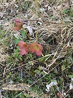 En helleborus