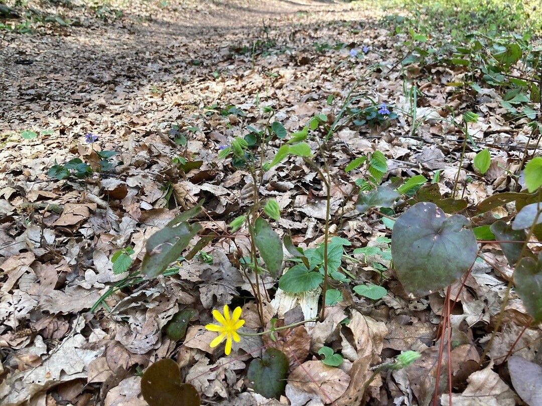 Sleutelbloemen