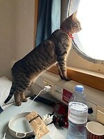 Beer bekijkt het eens even op de boot