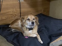 Obi op het nieuwe bed van Maya