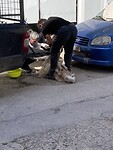 operatie schaap
