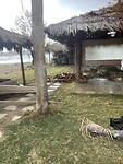 Schade beach bar