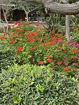 Geraniums als struiken bloeien het jaar rond