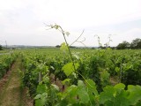 wijnvelden bij de vleet als we St Emilion naderen