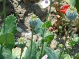 wie kent deze plant?