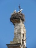 ooievaars op kerktoren
