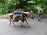 op weg naar Santiago met een ezeltje