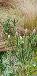IMG-20180515-WA0008