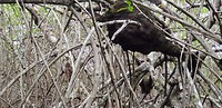 IMG-20180515-WA0002