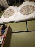 IMG_0712