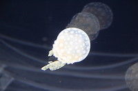 7589881344_IMG_3451