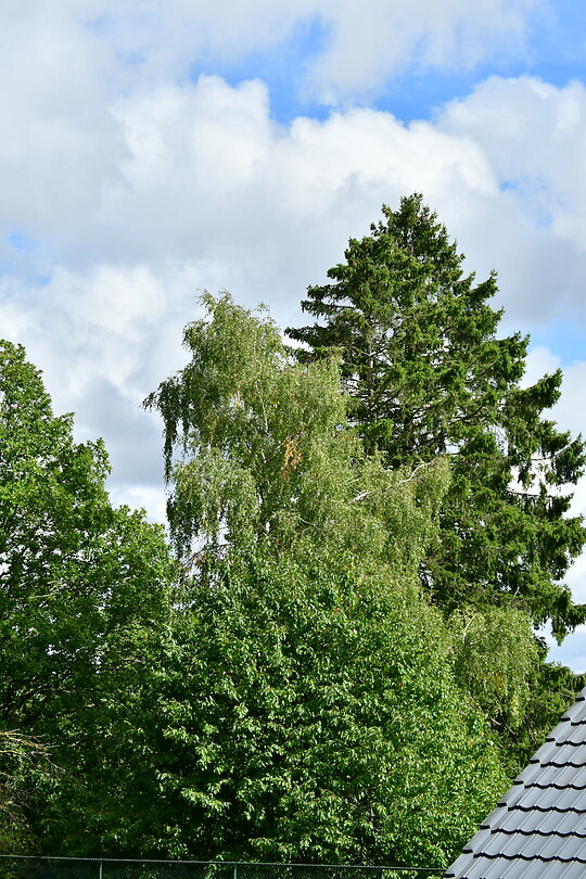 DSC_0885