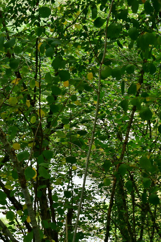 DSC_0924