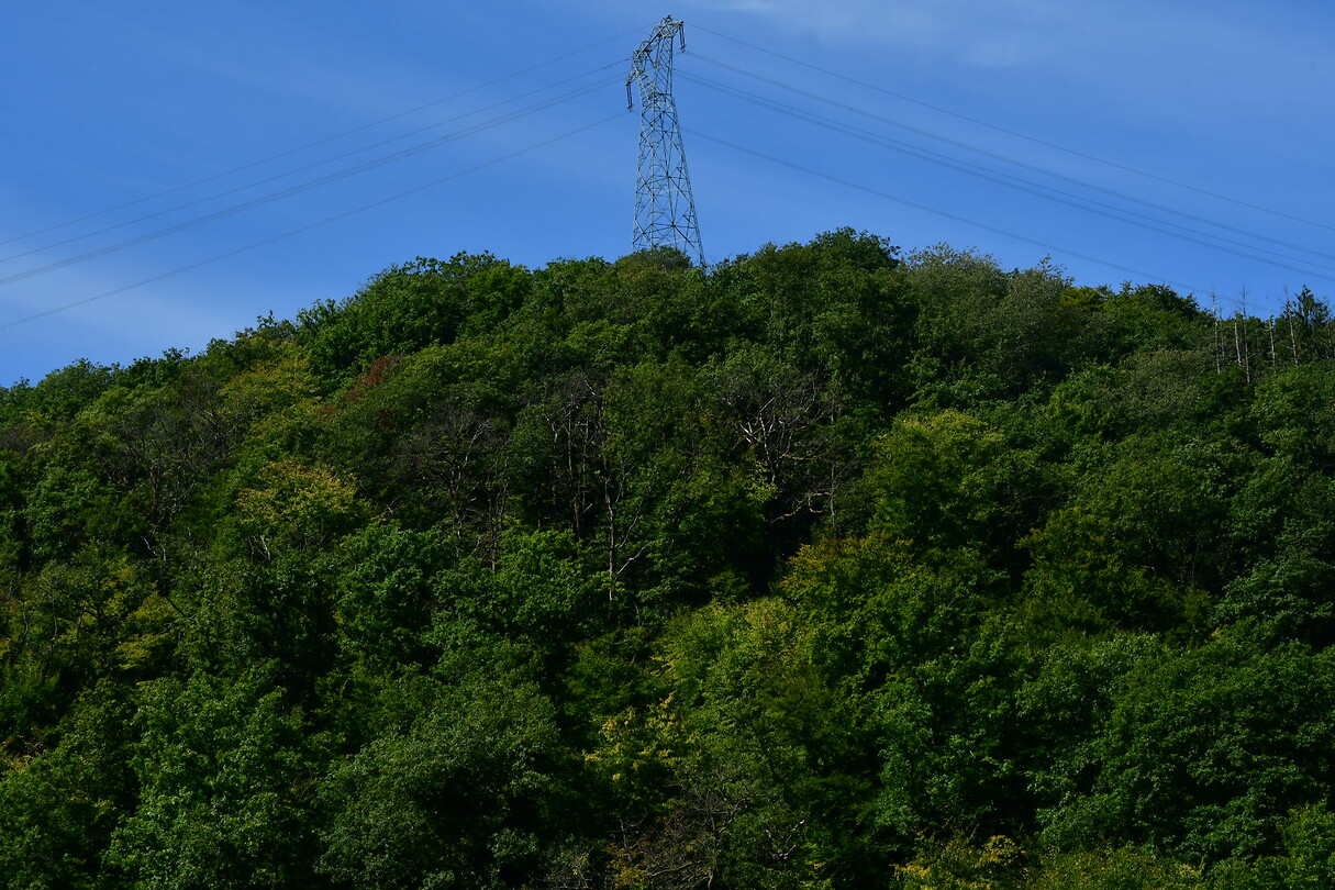 DSC_0968