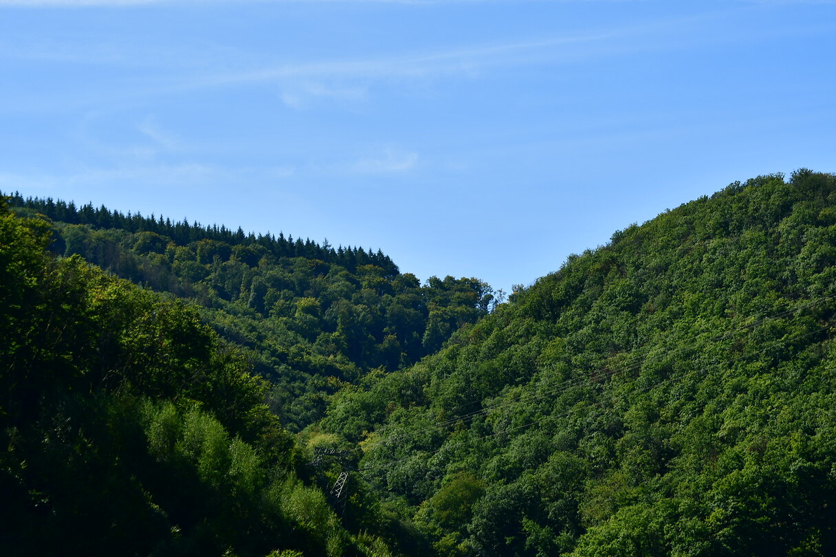 DSC_0971
