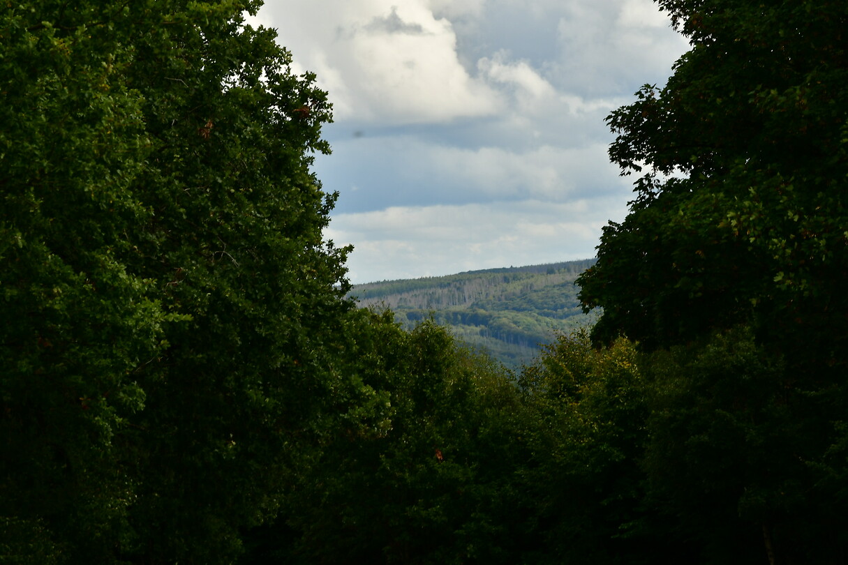 DSC_0993