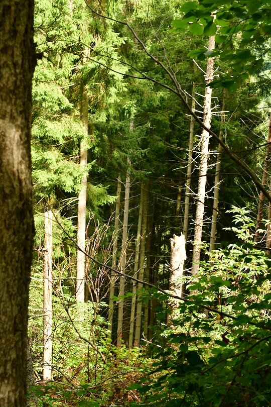 DSC_0997