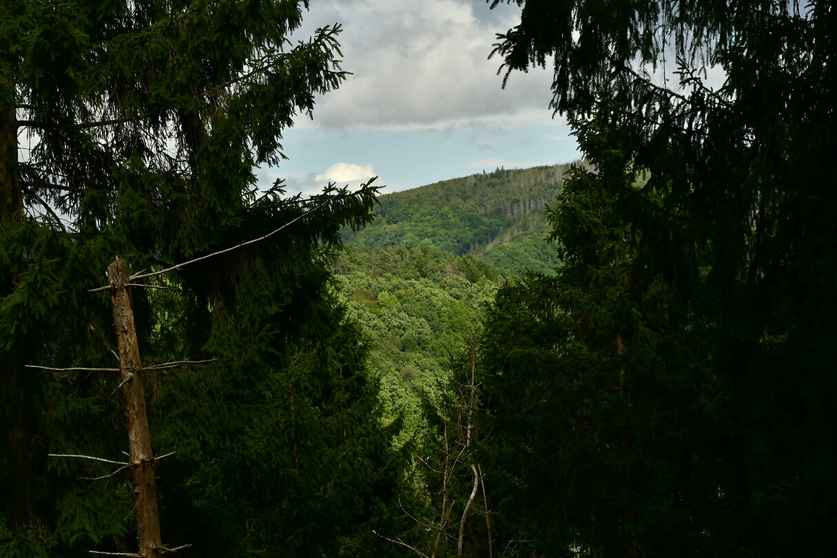 DSC_1000
