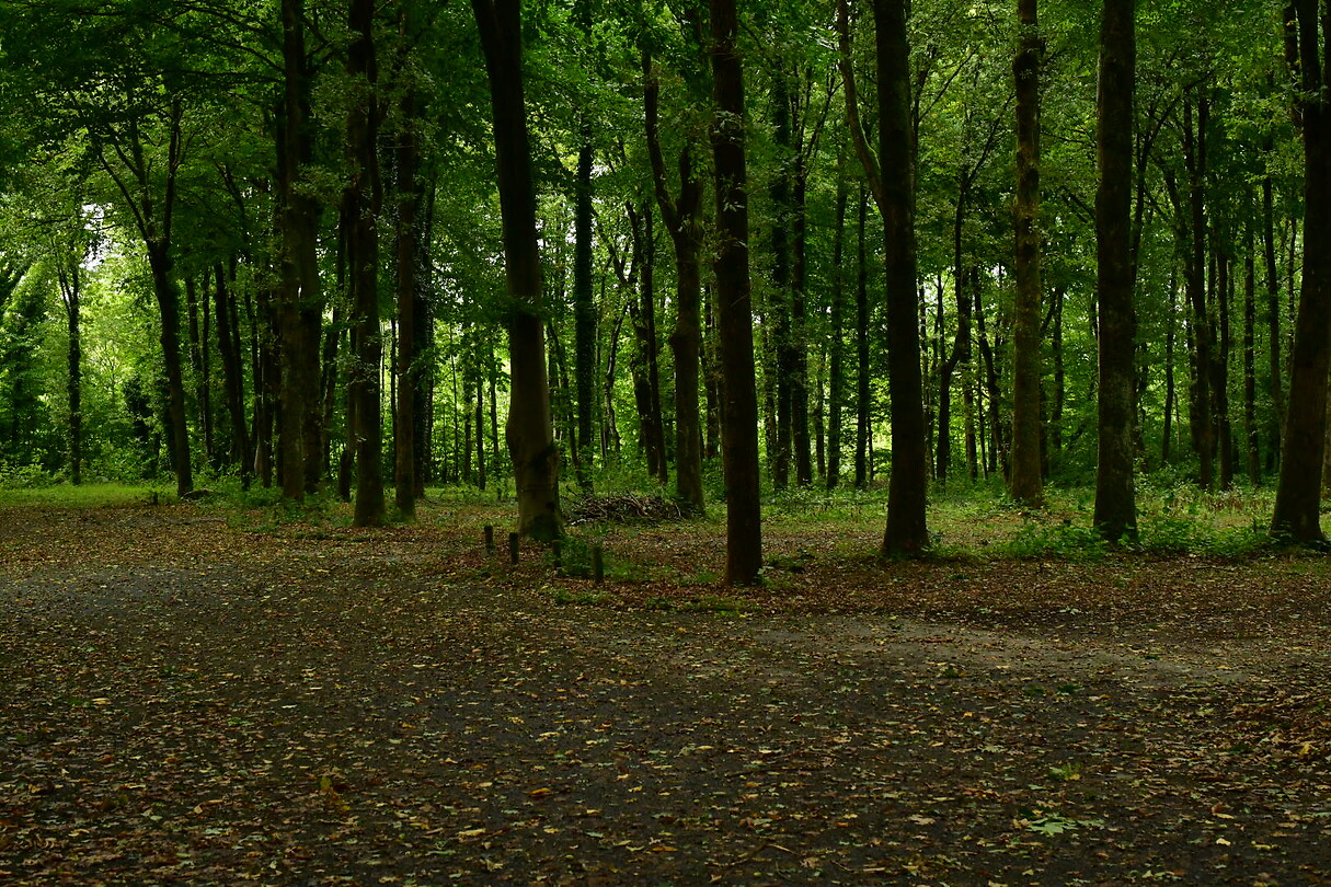 DSC_1129