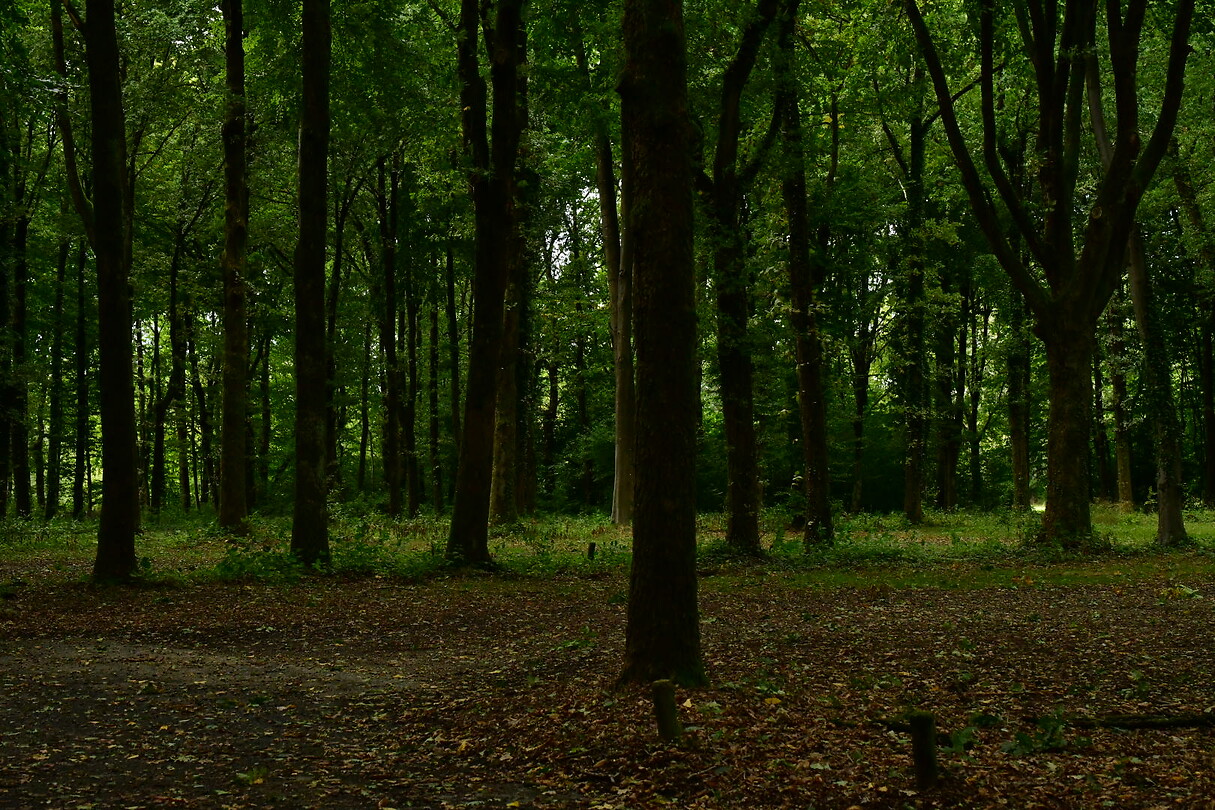 DSC_1130